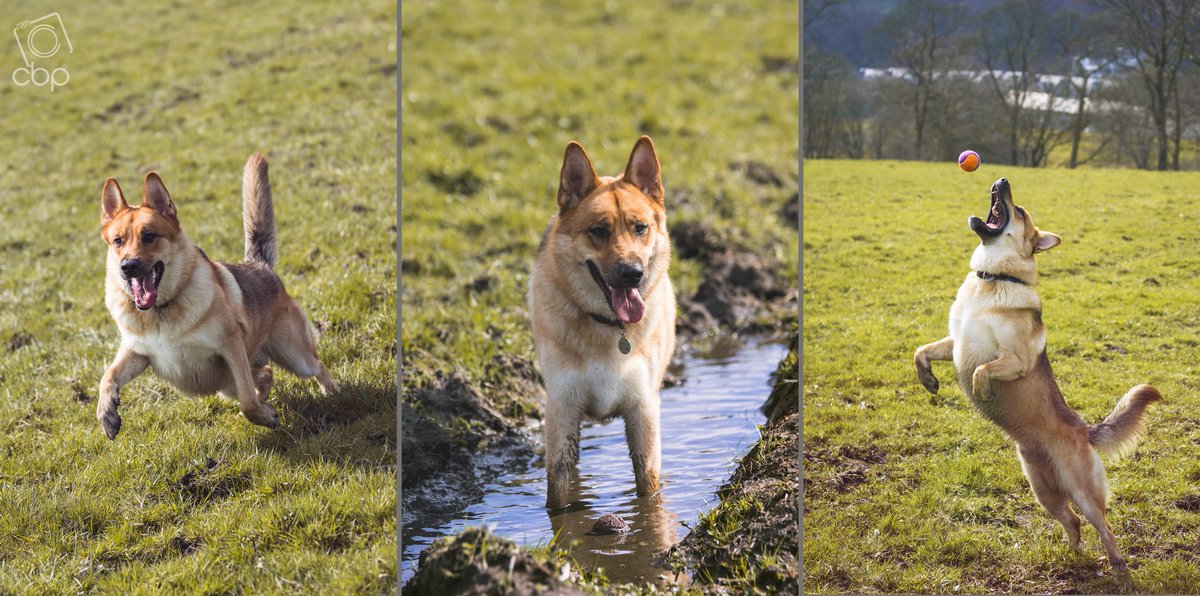 Got a call asking if we do "First Birthday, Cake Smashes for Huskadors?", of course we do! And it was great fun ending in a lovely little walk #Photoshoot #Pet #Dogshoot #Rossendale