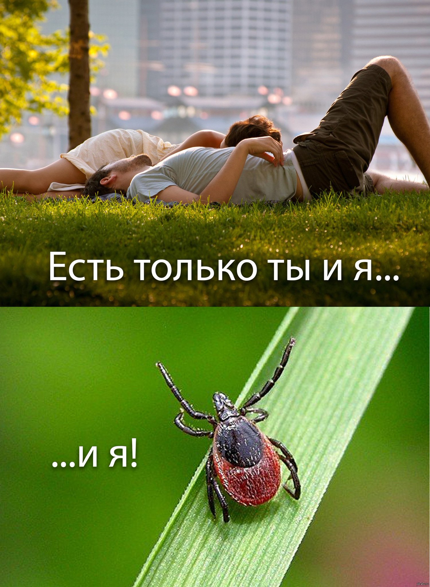 Клещ смешная картинка, для открыток