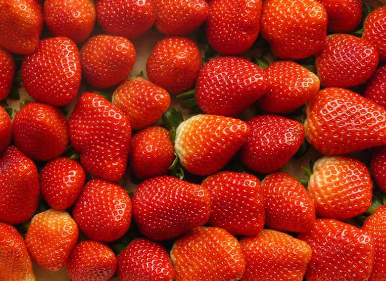 La Campaña de #fresa en #Huelva Los productores están pendiente de la climatología de las próximas semanas, de ello dependerá  el balance de la temporada <a href="/bonafru/">Bonafrú</a> #CostadeHuelva <a href="/fresonpalos/">Fresón de Palos</a> <a href="/FresHuelva/">FresHuelva</a>  agrodiariohuelva.es/?p=72853