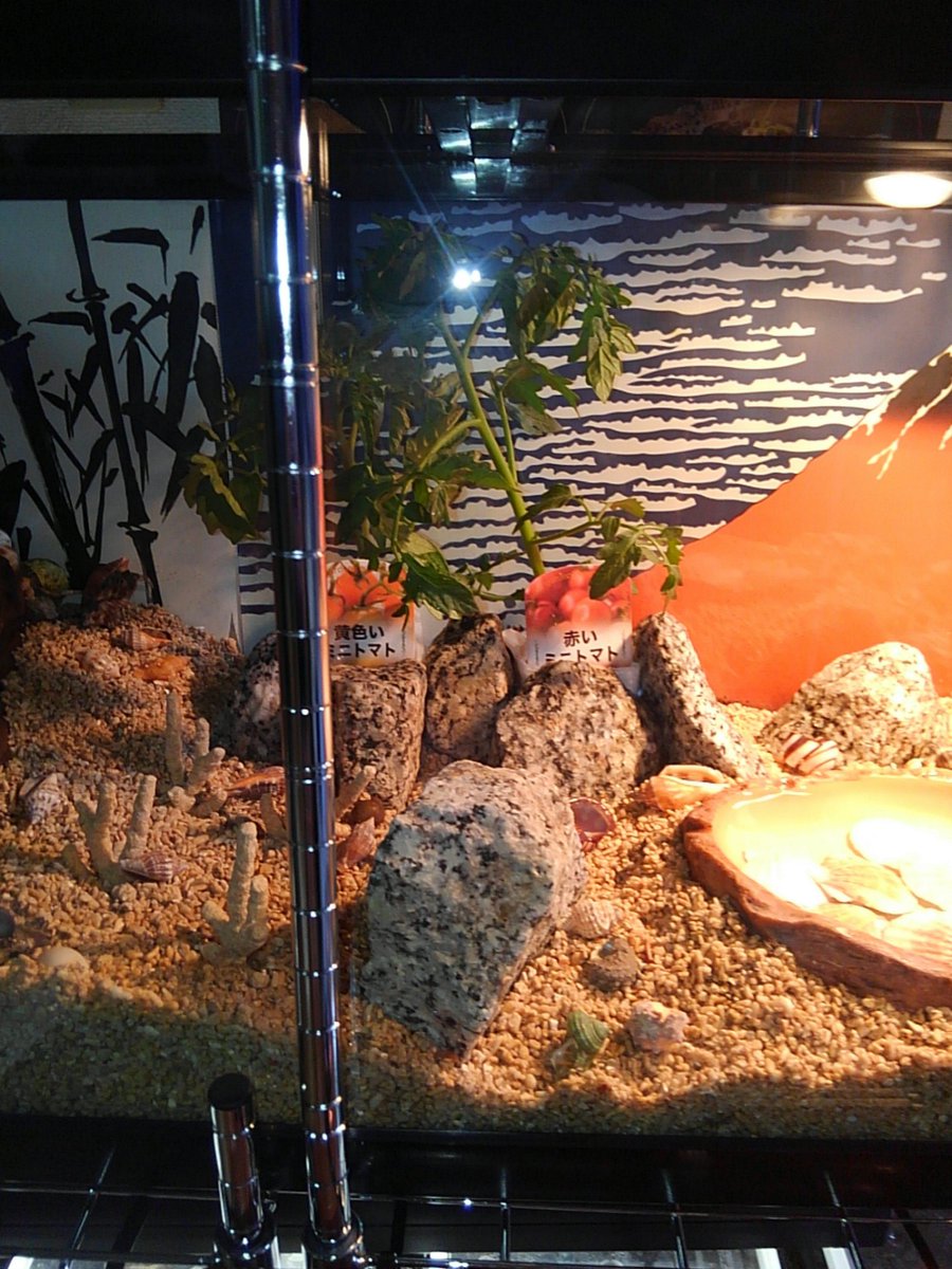 けんいち ペット 圧倒的じゃないか の90cm水槽o O O使えずにいたexoterraのウォーターディッシュxlサイズ マングローブの木 Kotobukiの壁紙2枚を使えたのが嬉しい Remix 3店舗さんで買い集めたオカヤドカリが楽しそうに歩き回ってるよ ゞ けんいち ペット 圧倒的じゃないか の90cm水槽o O O使えずにいたexoterraのウォーターディッシュxlサイズ マングローブの木 Kotobukiの壁紙2枚を使えたのが嬉しい Remix 3店舗さんで買い集めたオカヤドカリが楽しそうに歩き回ってるよ ゞ