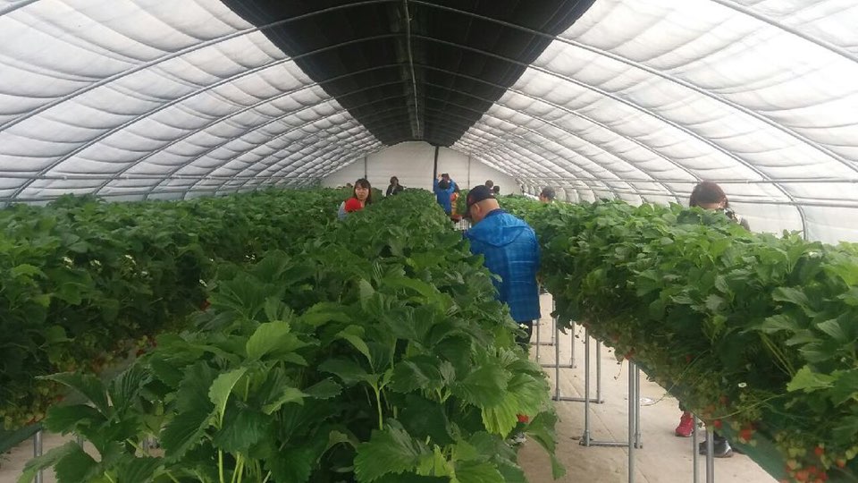 feddy345's tweet image. #성남시 #아동보육과
&amp;lt;드림스타트 아동 가족문화체험&amp;gt;
양평군 지평면 가루매마을에서 드림스타트 아동들을 대상으로 또 한 번의 가족문화체험이 이루어졌습니다. 수정구 및 분당구에 거주하는 아이들을 대상으로 진행된 이번 체험은 딸기 따기 체험 등 감수성을 자극해줄 여러 활동으로 구성됐습니다!