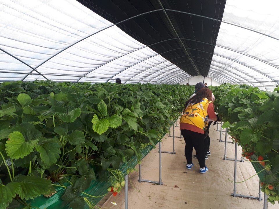 feddy345's tweet image. #성남시 #아동보육과
&amp;lt;드림스타트 아동 가족문화체험&amp;gt;
양평군 지평면 가루매마을에서 드림스타트 아동들을 대상으로 또 한 번의 가족문화체험이 이루어졌습니다. 수정구 및 분당구에 거주하는 아이들을 대상으로 진행된 이번 체험은 딸기 따기 체험 등 감수성을 자극해줄 여러 활동으로 구성됐습니다!