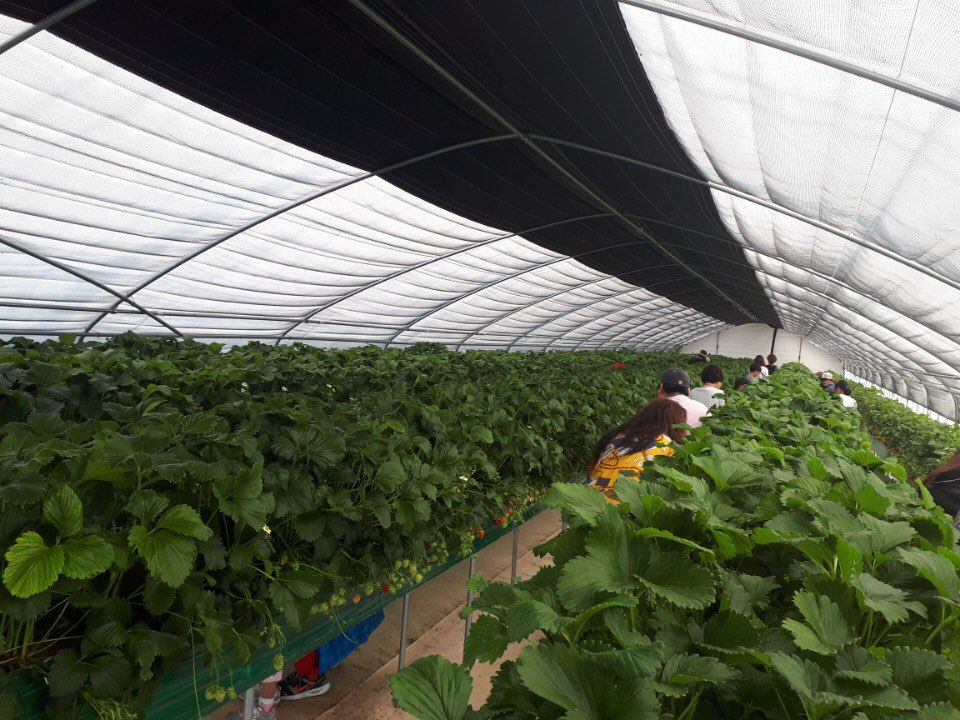 feddy345's tweet image. #성남시 #아동보육과
&amp;lt;드림스타트 아동 가족문화체험&amp;gt;
양평군 지평면 가루매마을에서 드림스타트 아동들을 대상으로 또 한 번의 가족문화체험이 이루어졌습니다. 수정구 및 분당구에 거주하는 아이들을 대상으로 진행된 이번 체험은 딸기 따기 체험 등 감수성을 자극해줄 여러 활동으로 구성됐습니다!