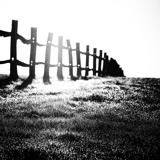 Chestnut and dew #photography #mostphotographedfence #chillymorningwalk #b&wornotb&wummmm dlvr.it/QQN02D