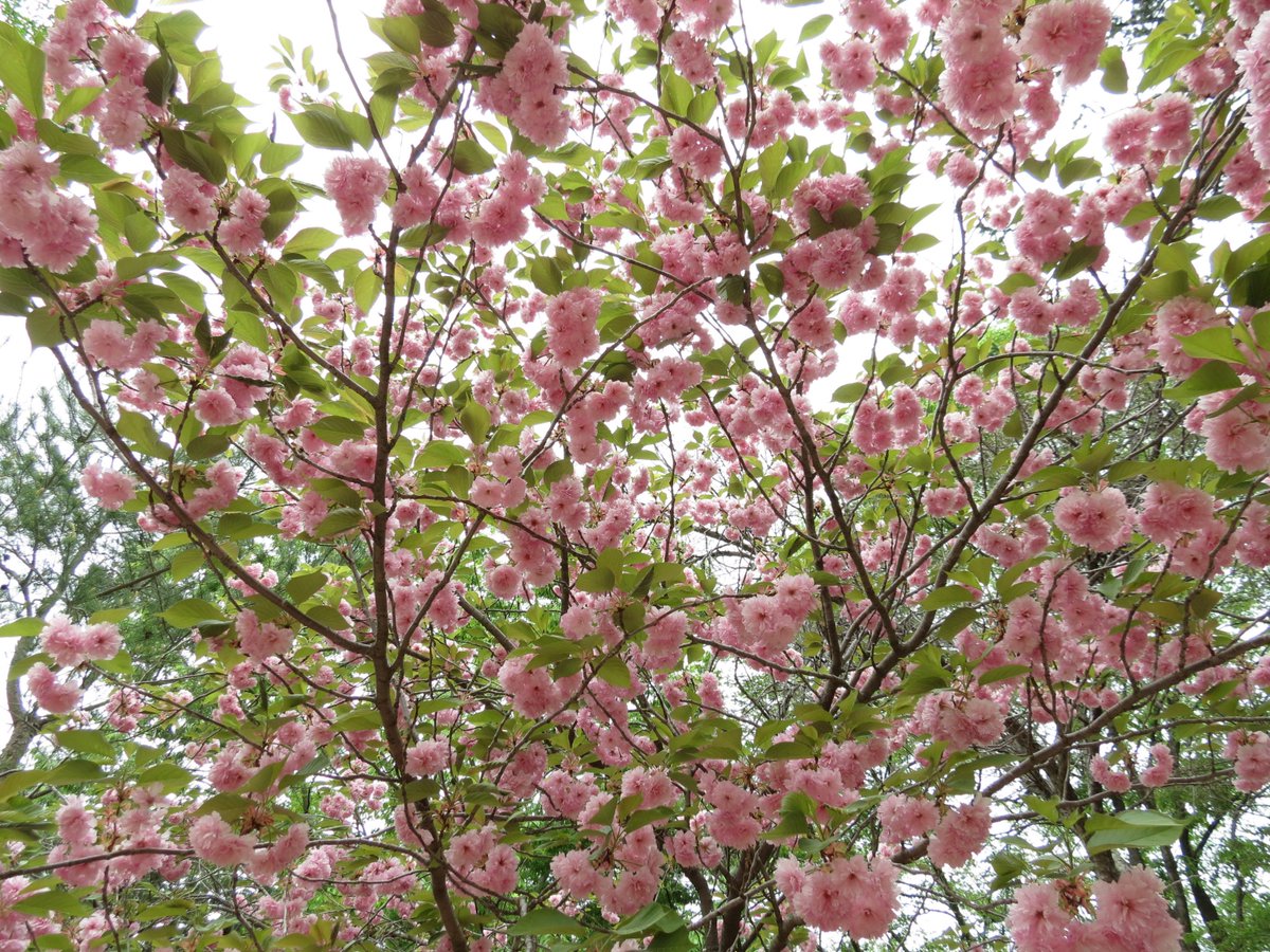 We just had 2 amazing days visiting the many cultural sites in and around the World Cultural Heritage City #Gyeongju. With all the flowerbeds and the cherry blossoms, we certainly picked the right season. 

#WorldHeritage #cherryblossom  #SouthKorea