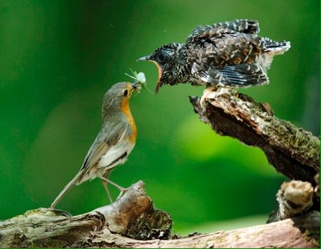 APRIL: cuckoo calling on the west shore of Lough feeagh  photo from  @BirdWatchIE