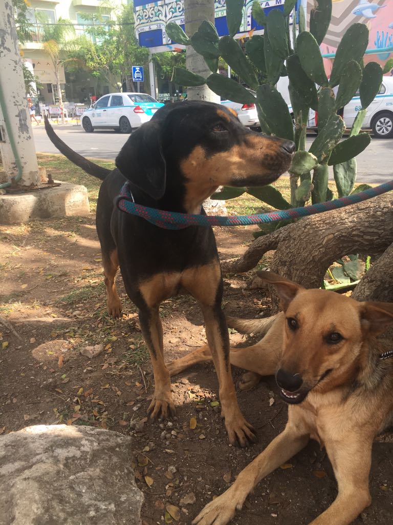 AccionAnimalRM's tweet photo. Olimpia y Foxy en nuestro Centro de Promocion Comunitaria #AdoptaNoCompres @AccionAnimalRM @indigoplaya @Aqui_enplaya @PlayaqueQuiero @Rivierafm981 @MalaCabezaPDC @GuanatosPlaya https://t.co/4CZS4eJ8Bt