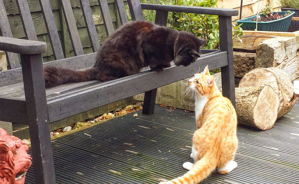 arianawimsett's tweet photo. Spending some time in the garden
.
.
#cat #cats #catlover #catowner #petlover #pets #petowner #catsplaying #blackcat #gingercat #catingarden  #cutecat #cuddlycat #lovecats #craftinghappiness #Kitty #Moshe #sundayfunday #sunday #sunbathıng #sunnyday https://t.co/25Pk9wytQK