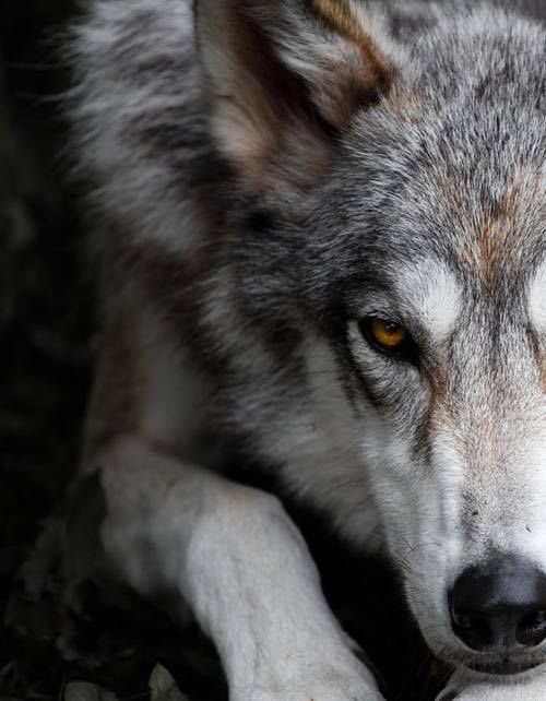 A Court of Thorns and Roses by Sarah J. Maas“Be glad of your human heart, Feyre. Pity those who don’t feel anything at all.”