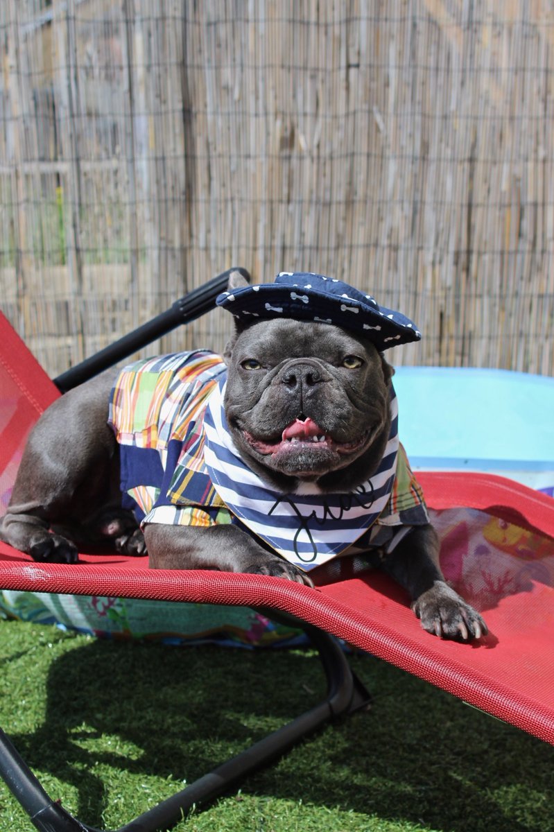 judethefrench's tweet photo. Happy Sunday all for 10% off @PawsomePawsBout use code : jude10 #sunbathing #dogbandanna #doginahat #judethefrench #happysunday https://t.co/znyR1plhSE
