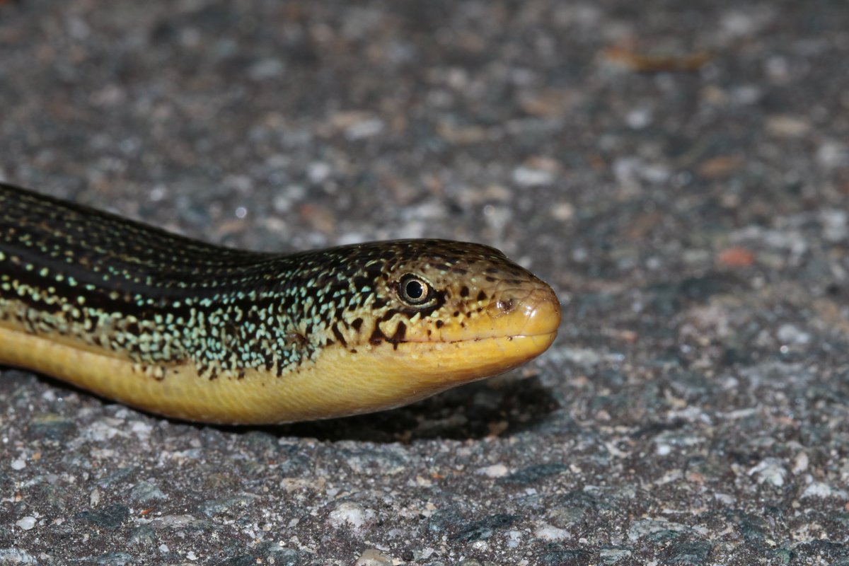 HerpGSU's tweet photo. Eastern #GlassLizard (Ophisaurus ventralis) crosses a road in south Georgia. Photo by Dr. Christian Cox. #herpetology #fieldbiology #lizards https://t.co/zAZJjGdVH2