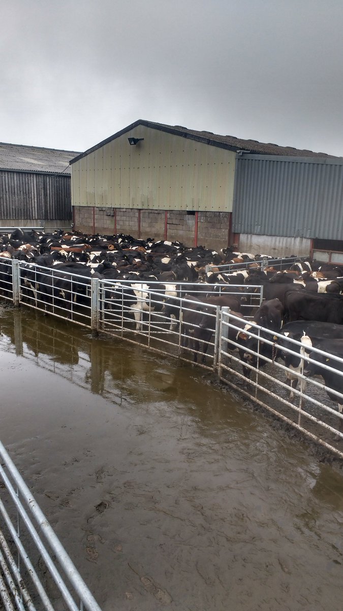 TedDempsey1's tweet photo. 312 bred with 88 left to AI. 200 heifers were AI'd using CIDRs the other 200 currently on a PG program. Half of each program receiving sexed semen the other receiving conventional. Bulls in after 24hrs.  Results will be interesting 🤔 https://t.co/DPP2E6eP02