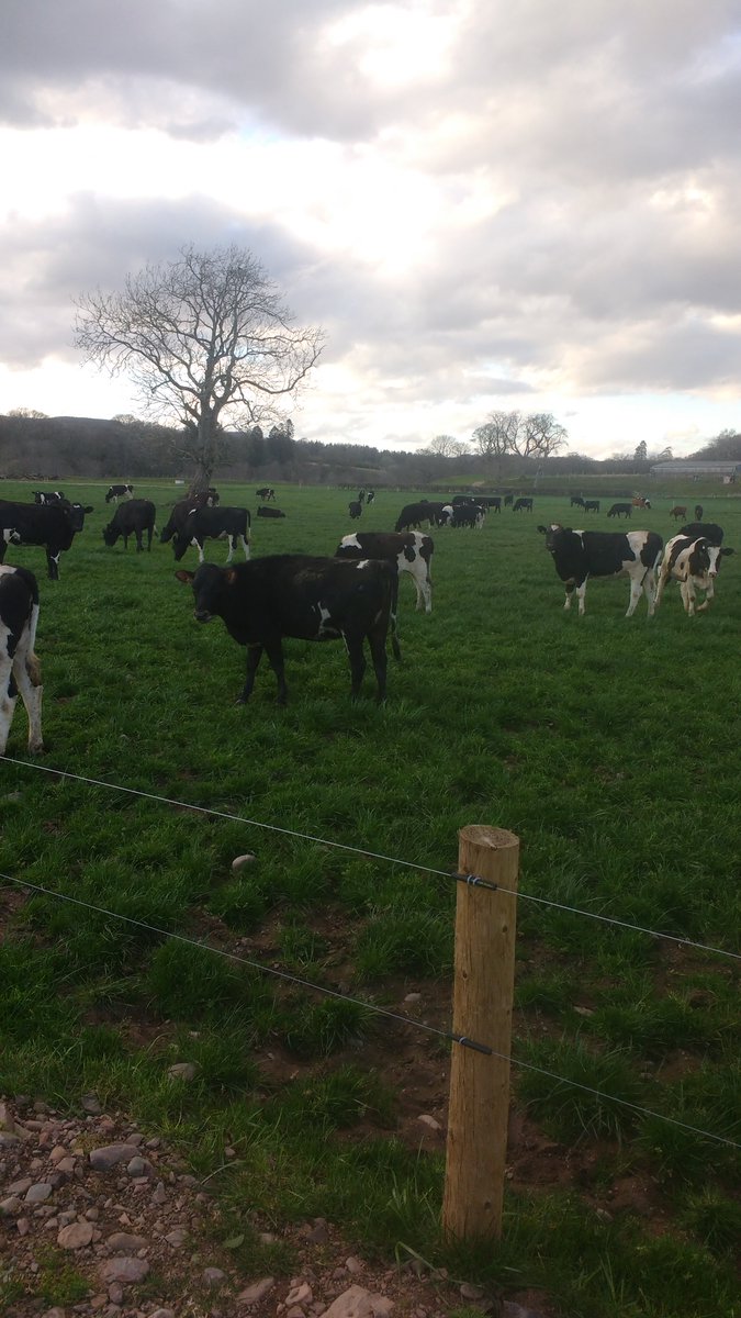 TedDempsey1's tweet photo. 312 bred with 88 left to AI. 200 heifers were AI'd using CIDRs the other 200 currently on a PG program. Half of each program receiving sexed semen the other receiving conventional. Bulls in after 24hrs.  Results will be interesting 🤔 https://t.co/DPP2E6eP02