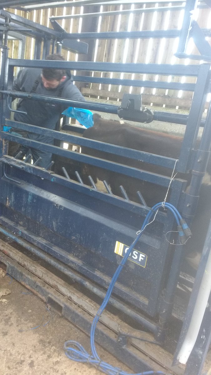 TedDempsey1's tweet photo. 312 bred with 88 left to AI. 200 heifers were AI'd using CIDRs the other 200 currently on a PG program. Half of each program receiving sexed semen the other receiving conventional. Bulls in after 24hrs.  Results will be interesting 🤔 https://t.co/DPP2E6eP02