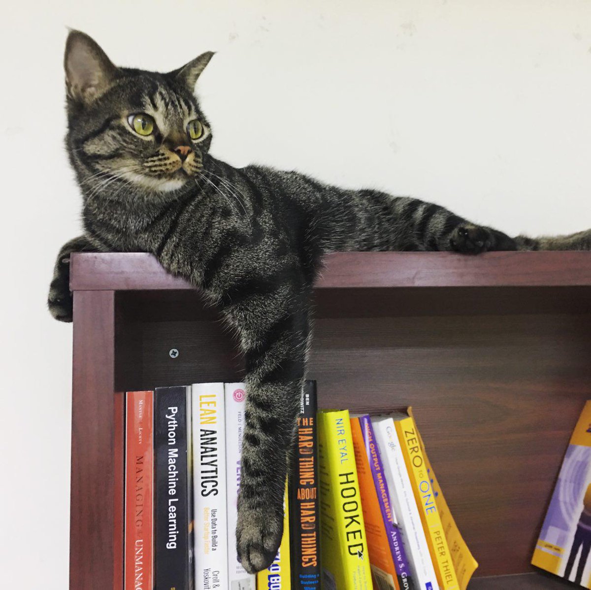 taskulu's tweet photo. #Bilbo is supervising #Taskulu! 😌😍 https://t.co/3EL2NI1ExL