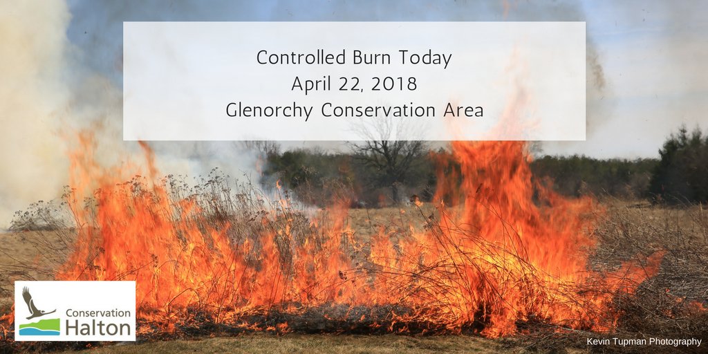 Notice - If you see smoke this afternoon north of the Oakville hospital, that's the <a href="/CH_Comm/">Claire Slateri</a> Glenorchy Conservation Area controlled burn. 17 hectares of native grassland will be improved by this technique. More info: conservationhalton.ca/glenorchy-pres…