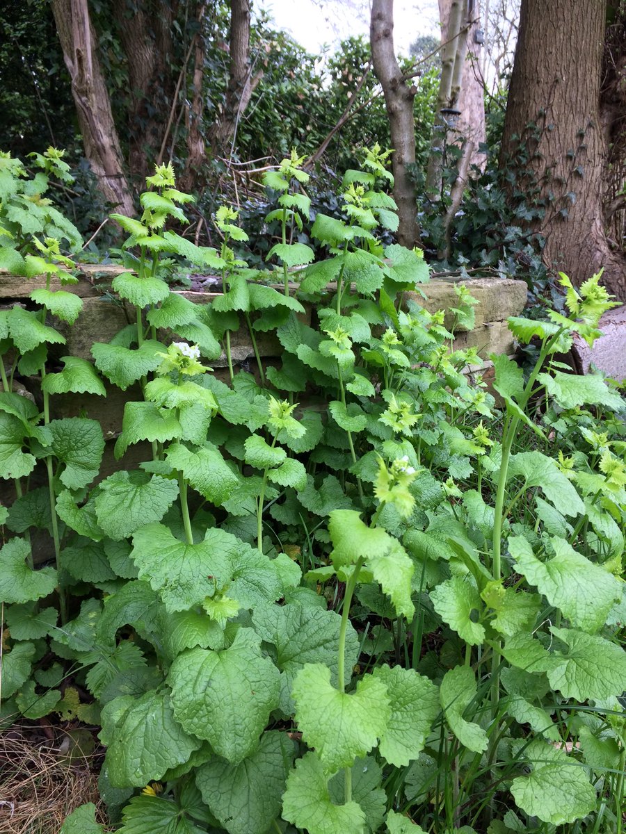 Calybites's tweet photo. Garlic Mustard now established in the garden.
Come on you Orange Tips!
#Anthocharis #cardamines #Cardamine #pratensis https://t.co/7tdxV9c8eK