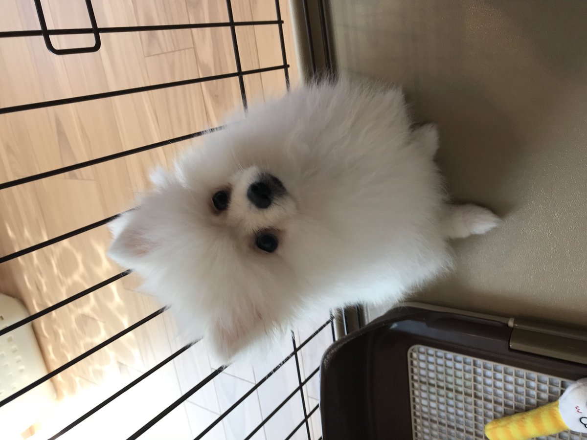 kuma46nz's tweet photo. ウチの坊主たちどす。もちのすけ、れん(母の連れ子)きなこじろう時貞、ころまろ。すくすく育ち中 https://t.co/dRQ3rg2Peh
