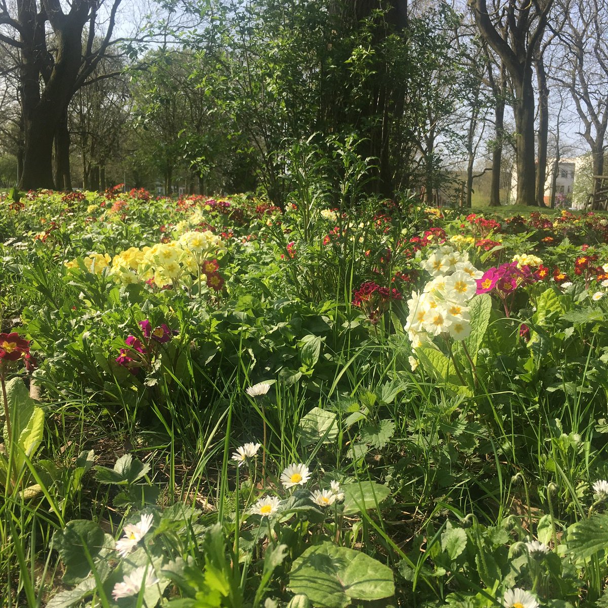 Our perennial wildflower meadow looks beautiful this time of year. It's also a diverse environment attractive to bees, butterflies and bugs! #EarthDay #galleryinthepark