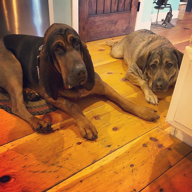 QuiteFetching17's tweet photo. Keeping this bloodhound “resting” for  #aclrecovery is no easy task....unless we’re baking 👃🏻#smellsogood #barkery #dogbakery #bakingfordogs #massachusettsdogs #quitefetchingllc #dogmom #hounds #bloodhound #dogparents #doglife https://t.co/BmwQBiZcST https://t.co/efxHw69PtX