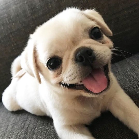 Loulou_thepug's tweet image. have a blessed sunday