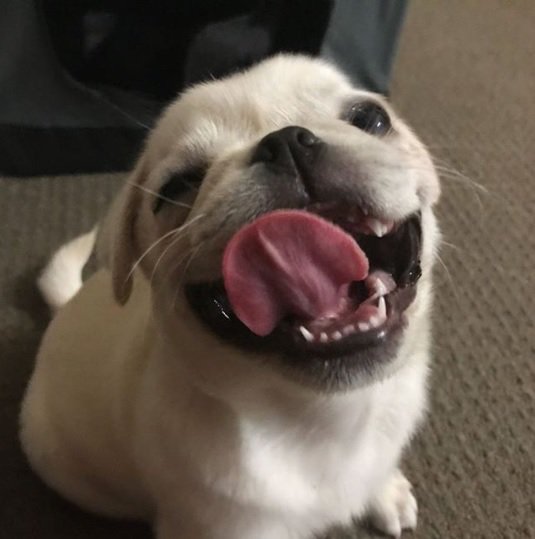 Loulou_thepug's tweet image. have a blessed sunday