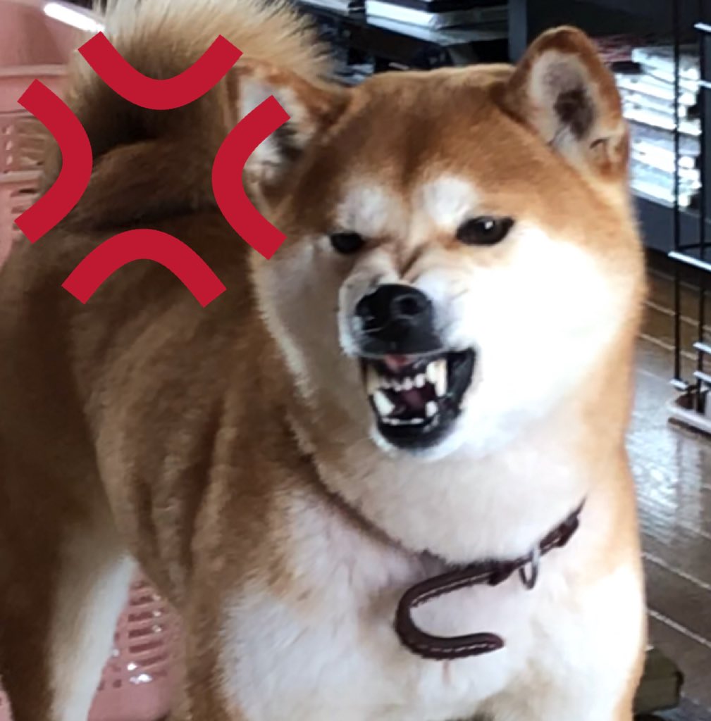 柴犬ひめチャコ Sur Twitter 最近この顔で ひめにガチギレしてくる それを止めると私に噛みついてくる凶暴な犬はコイツです Shiba 柴犬 しばいぬ チャコ 顔 やばい ガチギレ 噛みつく 柴犬ひめチャコ Sur Twitter 最近この顔で ひめにガチギレしてくる それを止めると私に噛みついてくる凶暴な犬はコイツです Shiba 柴犬 しばいぬ チャコ 顔 やばい ガチギレ 噛みつく