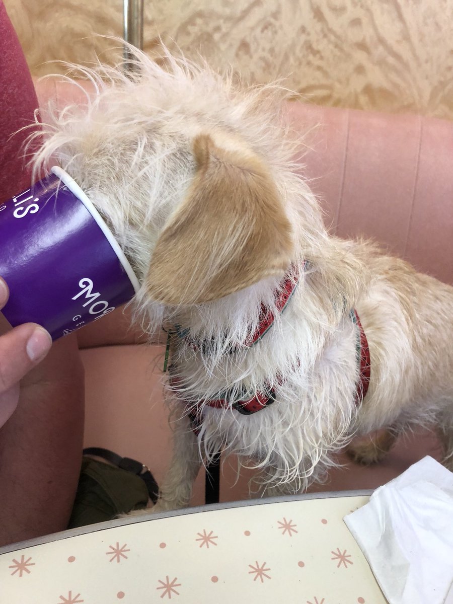 Triplet_Pups's tweet photo. Fred loved his dog-friendly #icecream in the #sunshine in #Broadstairs https://t.co/PYarVmjkil