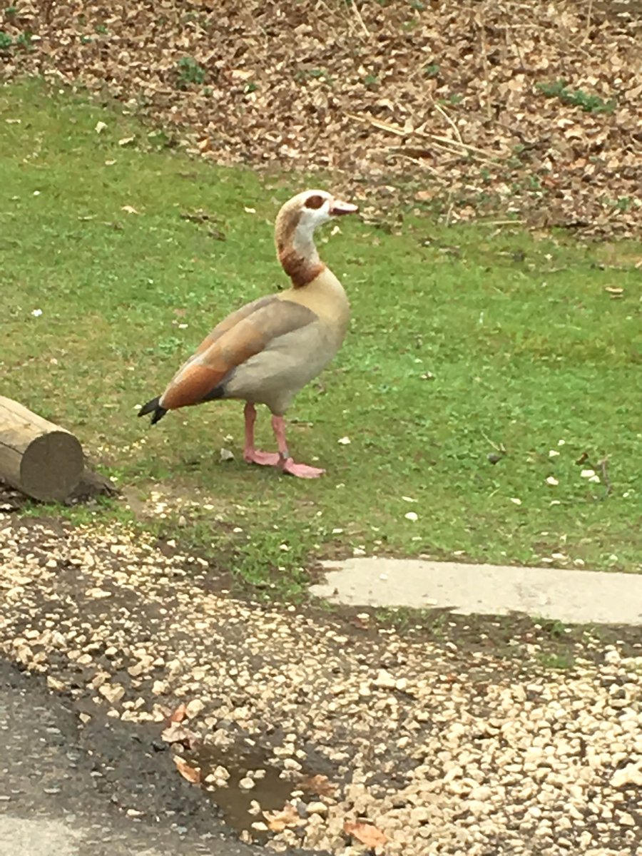 sajcam's tweet photo. #CPSpot @CP_UK_Sherwood Egyptian Goose https://t.co/AZTVsVx1ov