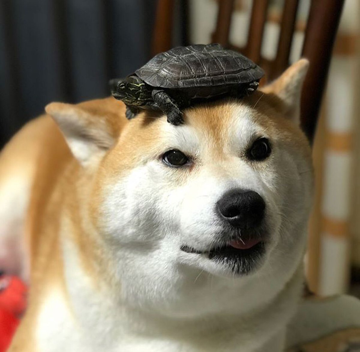 ShibaPosts tweet picture