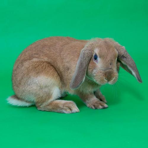 AdoptableBuns's tweet photo. Tawny is a playful, adult Lop Eared from #Whittaker, MI. https://t.co/Jq2YlAaBjg https://t.co/DuxVVBfnQb