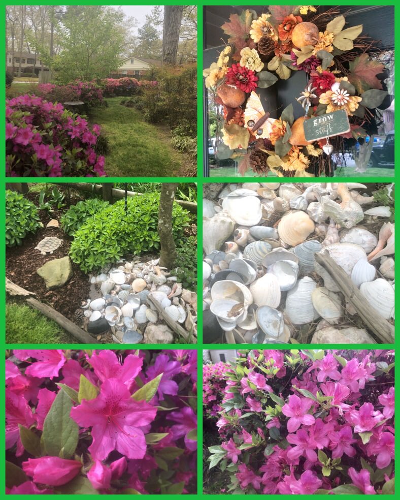 marietculver's tweet photo. Happy Earth Day enjoying our natural world 🌎 #azalea #shellgarden #growstuff #homegarden 💚♻️🐢🐬🌱😊☀️ https://t.co/ZmT3SZDuBO