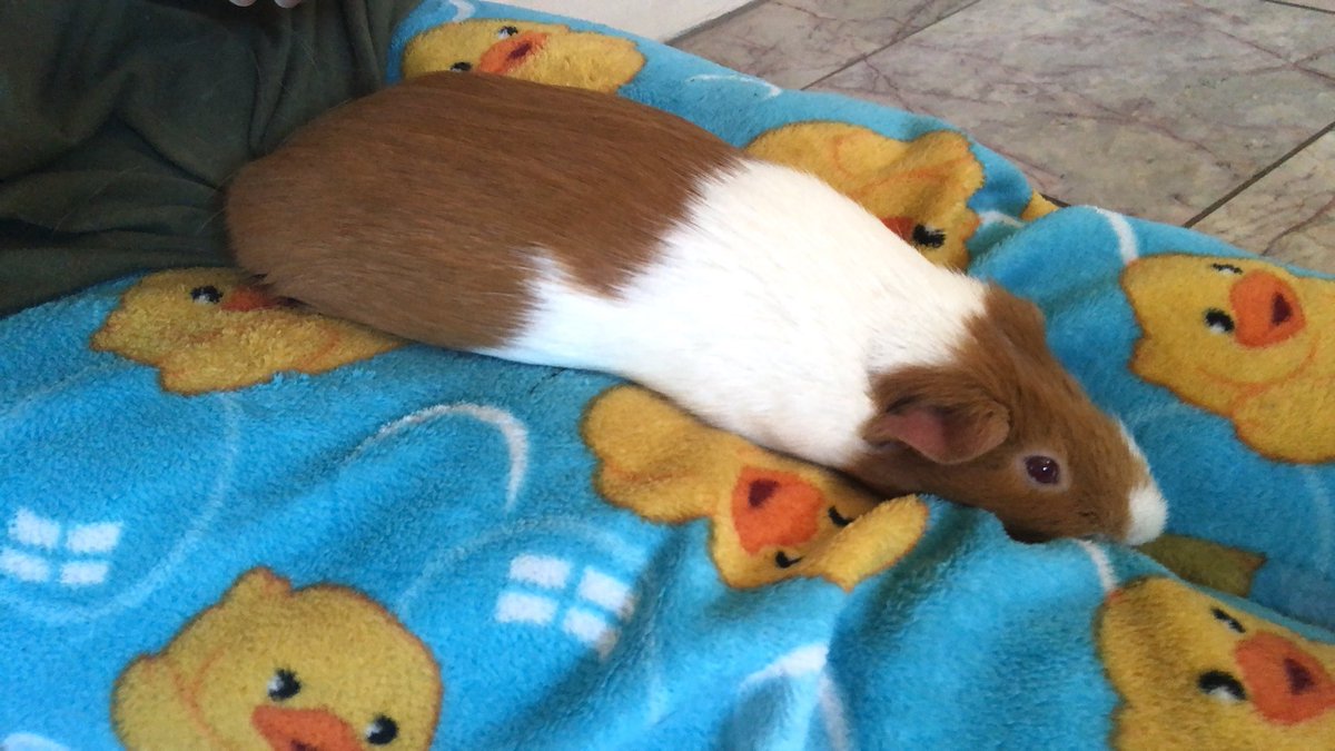 JaChi_'s tweet photo. My handsome Boy #guineapig https://t.co/nz5se220Ec