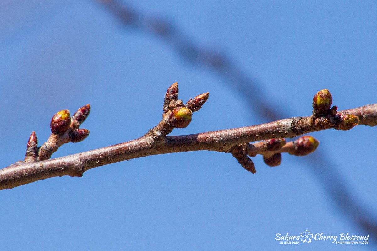 sakuraHighPark's tweet photo. Happy Earth Day everyone! Latest Sakura Watch is now posted and with spring finally here, we're stepping up visits this week to see how quickly the next stages will develop. Watch and read the full report - https://t.co/OokQw0ikPA
#sakurawatch #highpark #cherryblossom #spring https://t.co/6Ct1U4HdNY