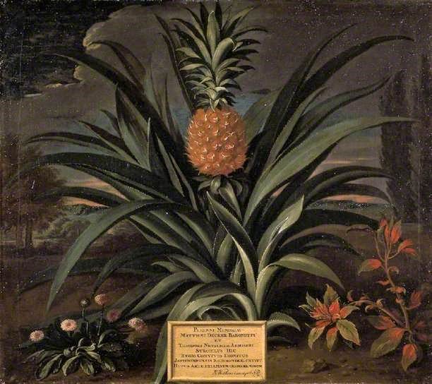 Ananá: la historia de una fruta de lujo