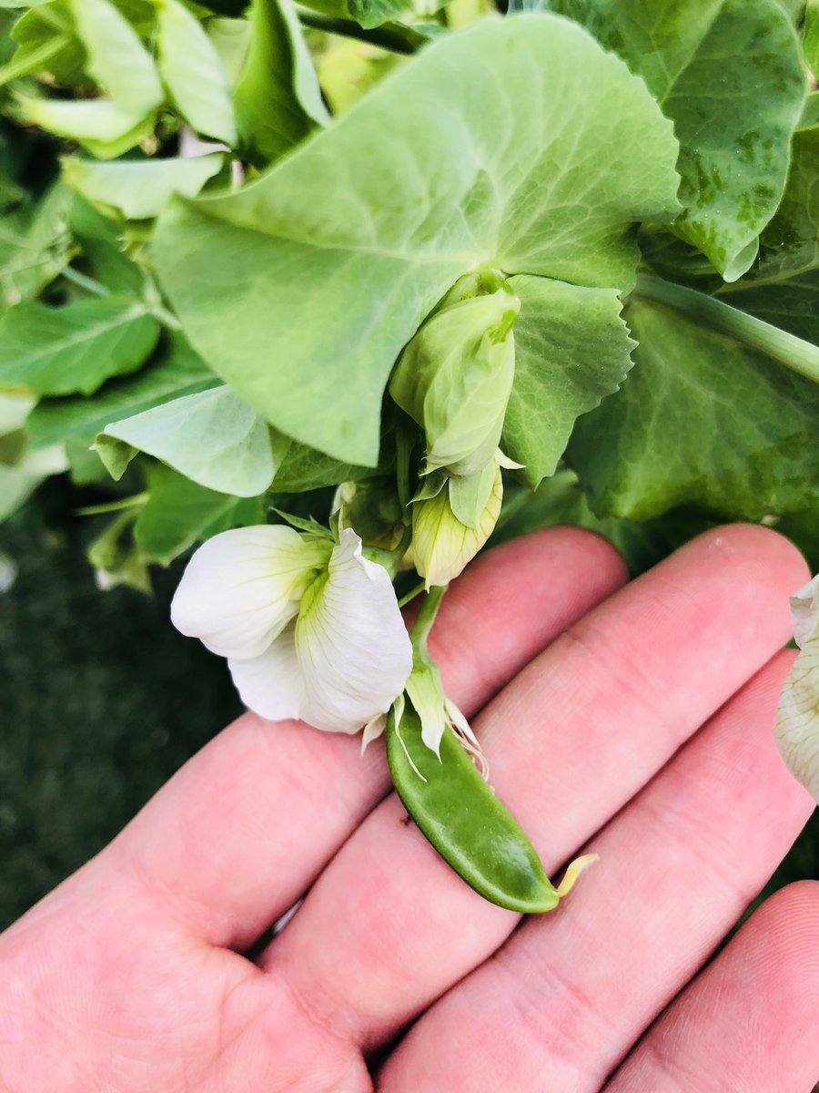 UNO982's tweet photo. Aquí mis futuros #guisantes en el #huertourbano #madrid #huerto #seeding #DiaMundialDeLaTierra #homemade #naturalmade #city #ciudad #vegtrug @VegTrug #GreenRoom #garden #jardin https://t.co/CM3LxTAFxl