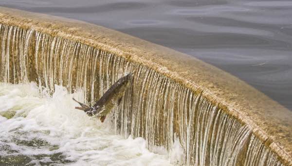 stevenralser's tweet photo. #muskie #jumping at lake #wingra #madison #wisconsin #fish #fishing
https://t.co/Fcl1sBvjuO https://t.co/cdz3vR4hPA