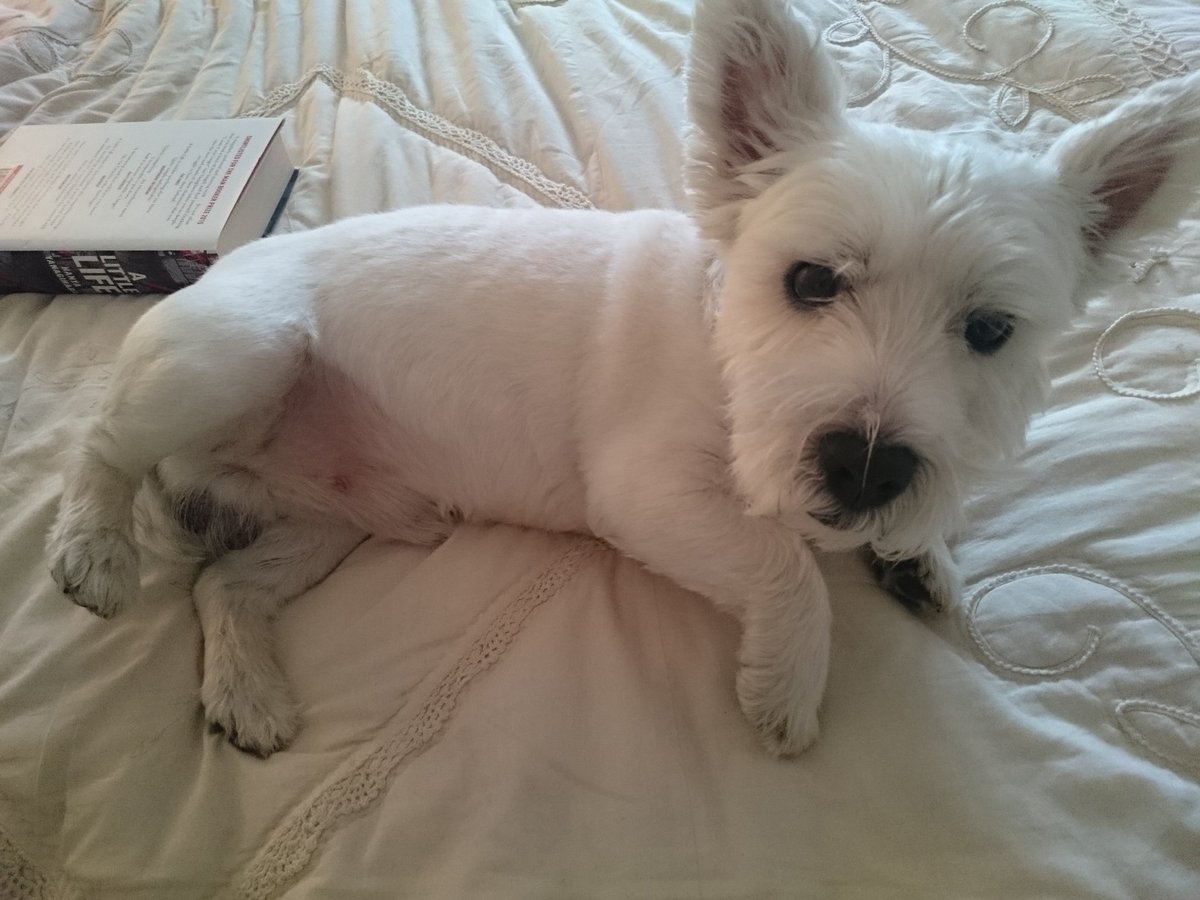 Buzz the Westie tweet media