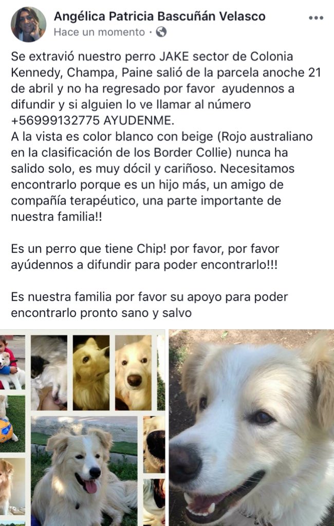 kika_ab's tweet image. Se extravió nuestro querido Jake en Champa, Paine CHILE, TIENE CHIP! Llamar al teléfono +56999132775 @SoledadOnetto @tv_monica @dogcenter @BorderC_Chile @AngeloBCollie @fuentesilva