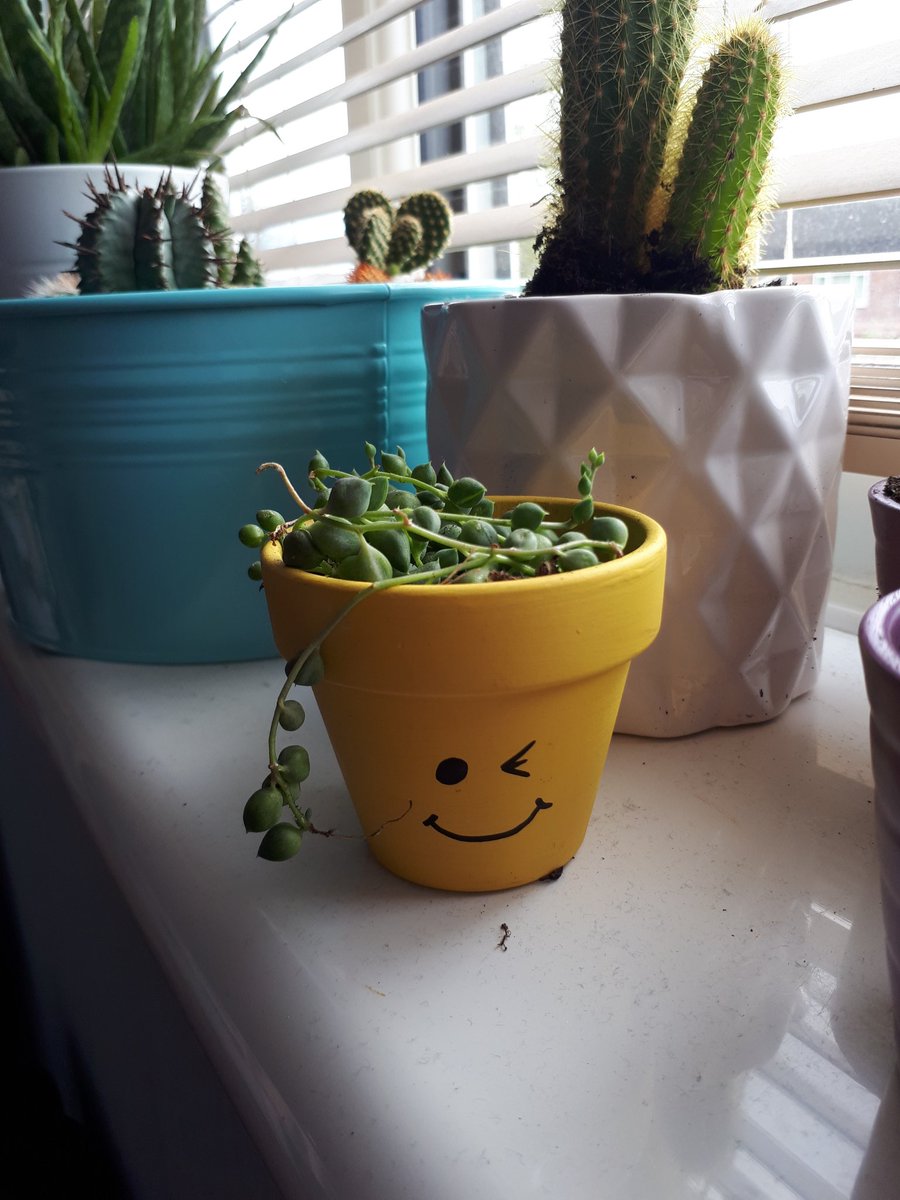 GoodierEmily's tweet photo. Spent the afternoon repotting my plants, including the 6 mini cacti from my late Nan. Also featuring the newest addition from @shrubbiesplants! https://t.co/V2aACJxrSm