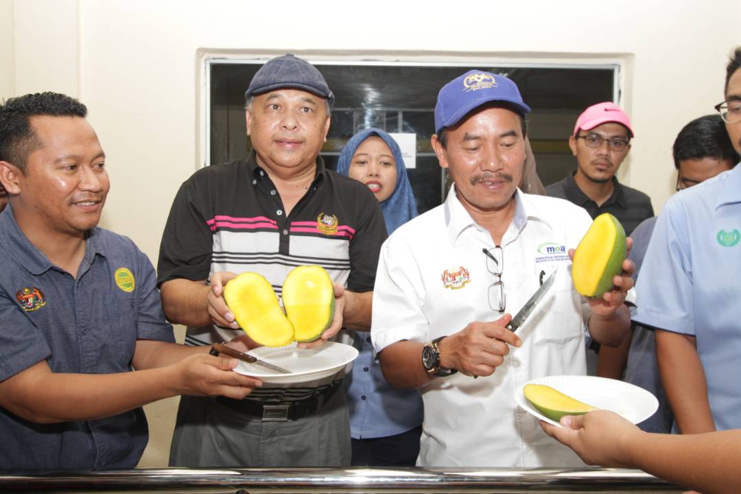 myDOA_HQ's tweet photo. Lawatan DS KSU MOA ke Pusat Kecemerlangan Harumanis Bukit Bintang, Sungai Batu Pahat, Perlis

@ismailbakar60 @msallehhuddin @bad5277@JHarizan
#PertanianHEBAT #ourfoodourfuture #MY1DOA https://t.co/kQO86d2Epv