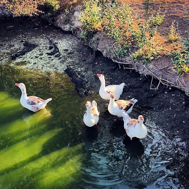 ceojerry1's tweet photo. 0422 #Pato, pato, pato, pato, pato, pato, pato, pato, pato, pato, pato... 🦆: #Ralph #Chulada #RunJerryRun https://t.co/8GHHBwicL5 https://t.co/0ShNxIXHVG