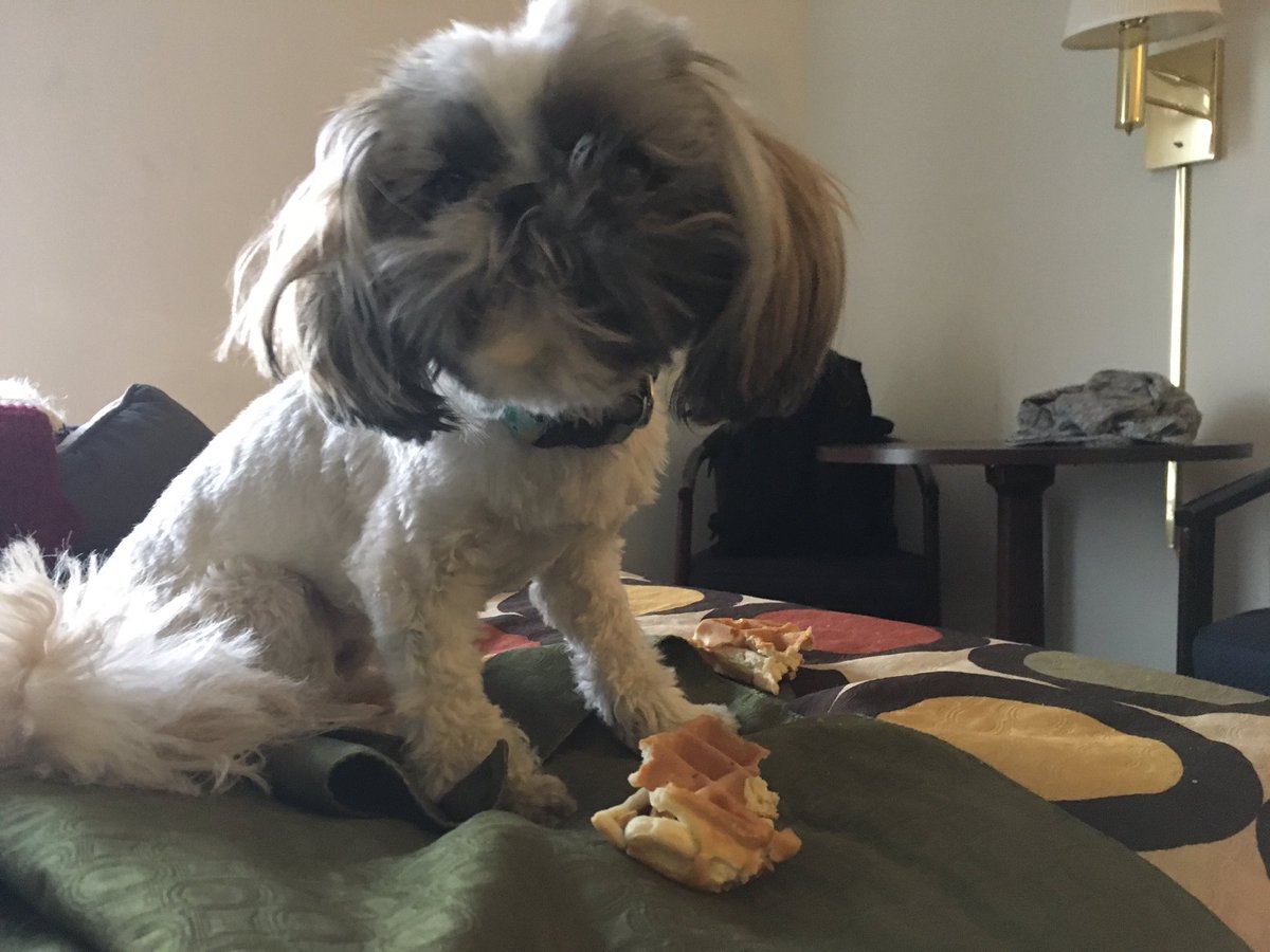 GDUTeam's tweet photo. Breakfast in bed.    Bed head optional. https://t.co/p2mY41nEiv