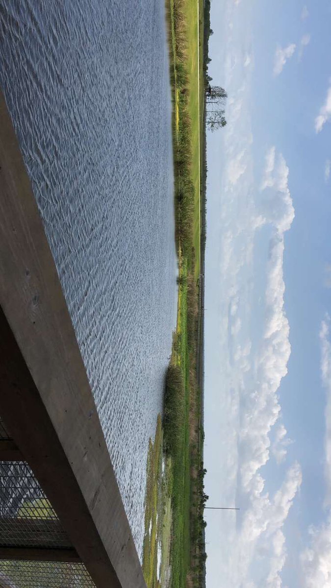Stephanie_PSTA's tweet photo. Headed on down to ๐Gainesville yesterday. Went to #sweetwaterwildliferefuge and saw some WILD horses ๐ด (they were feet away!!) and then stopped at @SwampHead for their #Stumpknocker beer ๐บ it was so good! Loving the Florida life so far ๐ https://t.co/ZqpfCy7v8D
