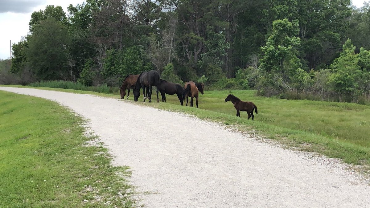 Stephanie_PSTA's tweet photo. Headed on down to ๐Gainesville yesterday. Went to #sweetwaterwildliferefuge and saw some WILD horses ๐ด (they were feet away!!) and then stopped at @SwampHead for their #Stumpknocker beer ๐บ it was so good! Loving the Florida life so far ๐ https://t.co/ZqpfCy7v8D