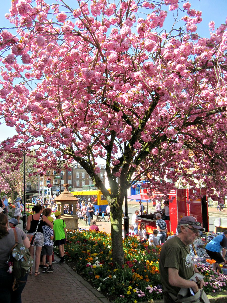 AboutEG's tweet photo. Buses, blossom and blue skies in East Grinstead High Street today. https://t.co/1ulV5N7XhZ