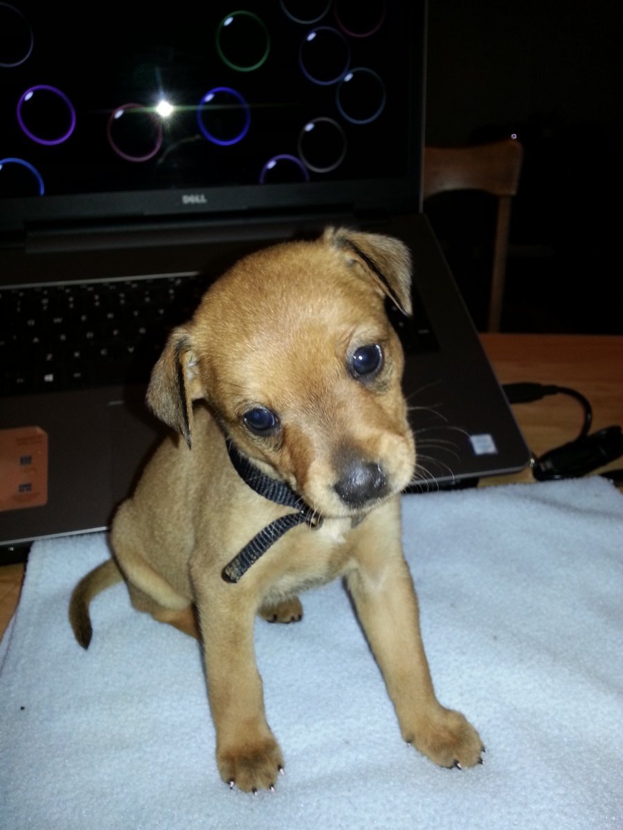 MyFosterBabies's tweet photo. Heather Shannon
1 min · 
I'm running low on kitten and puppy foods again. How does that keep happening? I only have a few to feed. 😉😍

#myfosterbabies #Amazonwishlist #http://a.co/aiq7A2j #pleasehelpsavethebabies #fosteringsavelives #snugglesandpurrs #puppybreath https://t.co/NAZmHfanX1