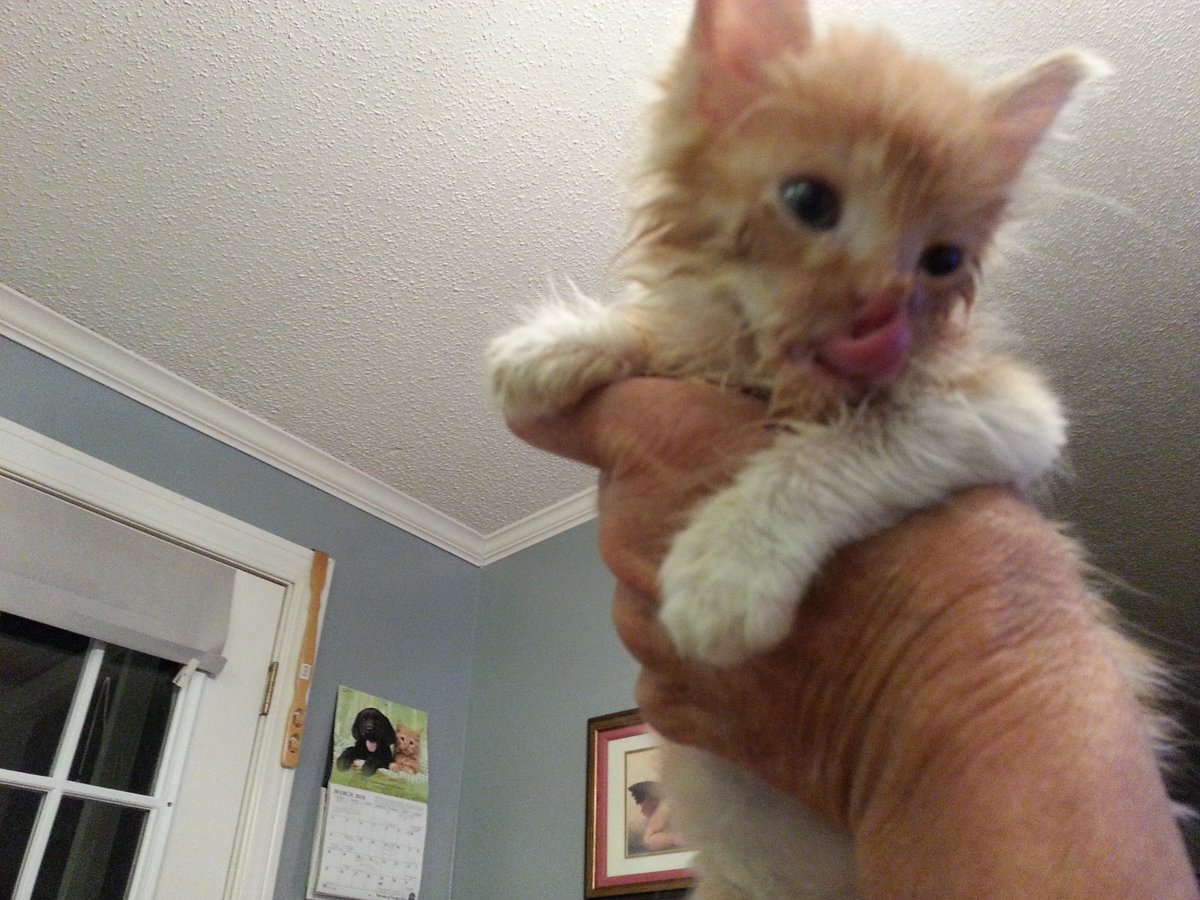 MyFosterBabies's tweet photo. Heather Shannon
1 min · 
I'm running low on kitten and puppy foods again. How does that keep happening? I only have a few to feed. 😉😍

#myfosterbabies #Amazonwishlist #http://a.co/aiq7A2j #pleasehelpsavethebabies #fosteringsavelives #snugglesandpurrs #puppybreath https://t.co/NAZmHfanX1