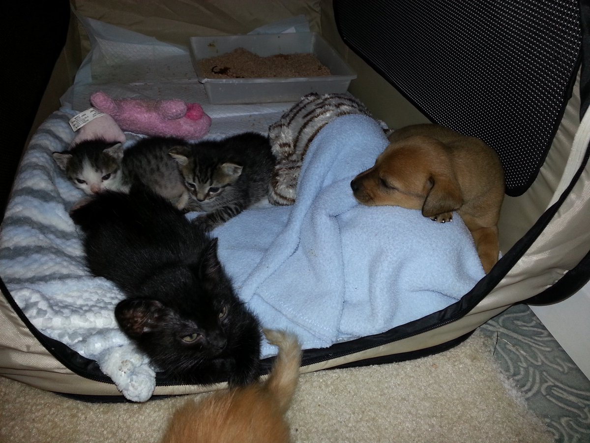 MyFosterBabies's tweet photo. Heather Shannon
1 min · 
I'm running low on kitten and puppy foods again. How does that keep happening? I only have a few to feed. 😉😍

#myfosterbabies #Amazonwishlist #http://a.co/aiq7A2j #pleasehelpsavethebabies #fosteringsavelives #snugglesandpurrs #puppybreath https://t.co/NAZmHfanX1