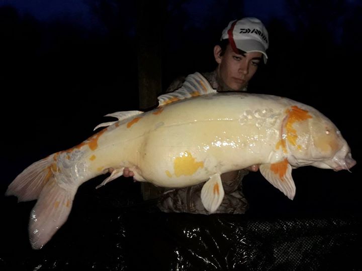 DynamiteBaits's tweet photo. Check this out for a koi carp! This unusual specimen was caught by Manuel Bizzo using a grain of corn fished with a PVA bag of SwimStim Betaine Green Pellets and broken 15mm Source boilies. 

#TheSource #dynamitebaits #carpfishing #carping #fishing #angling #koicarp https://t.co/GraTsnOc2r